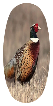 DASOV 307 Pheantant 1